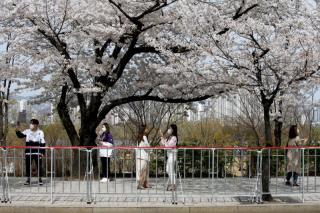A woman poses for a picture next to a cherry blossom tree, at a street closed to avoid the spread of the coro<em></em>navirus disease (COVID-19), in Seoul, South Korea, April 1, 2021.   REUTERS/Heo Ran