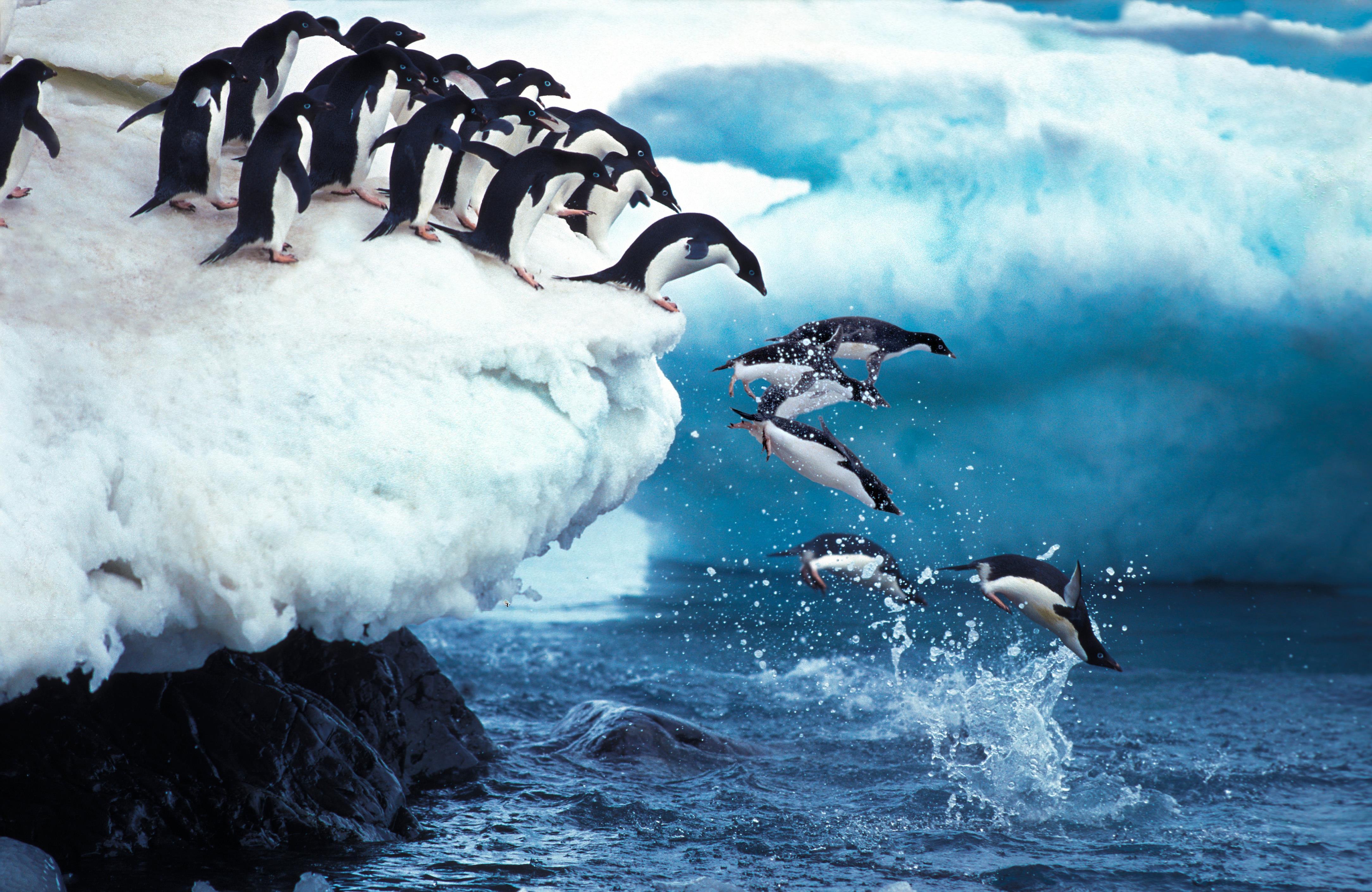 Adelie penguins jumping off a cliff in Antarctica