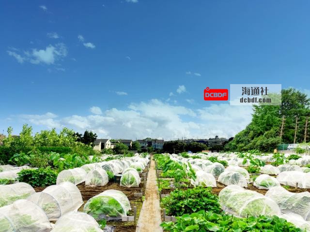 Most plots in Tokyo community gardens are around 3-by-5 meters square. | COURTESY OF AGRIMEDIA INC. 