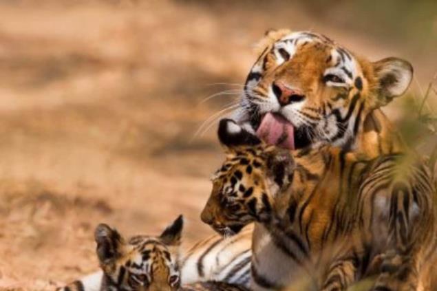 The tiger population registered over 30 per cent growth in four years, helped by a 62 per cent jump in tiger co<em></em>nservation budget over the last eight years, writes Shazia Ilmi. (Photo: Reuters)